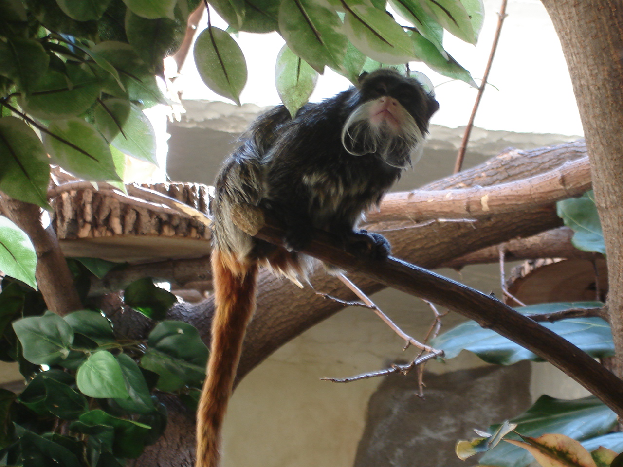 Emperor Tamarin