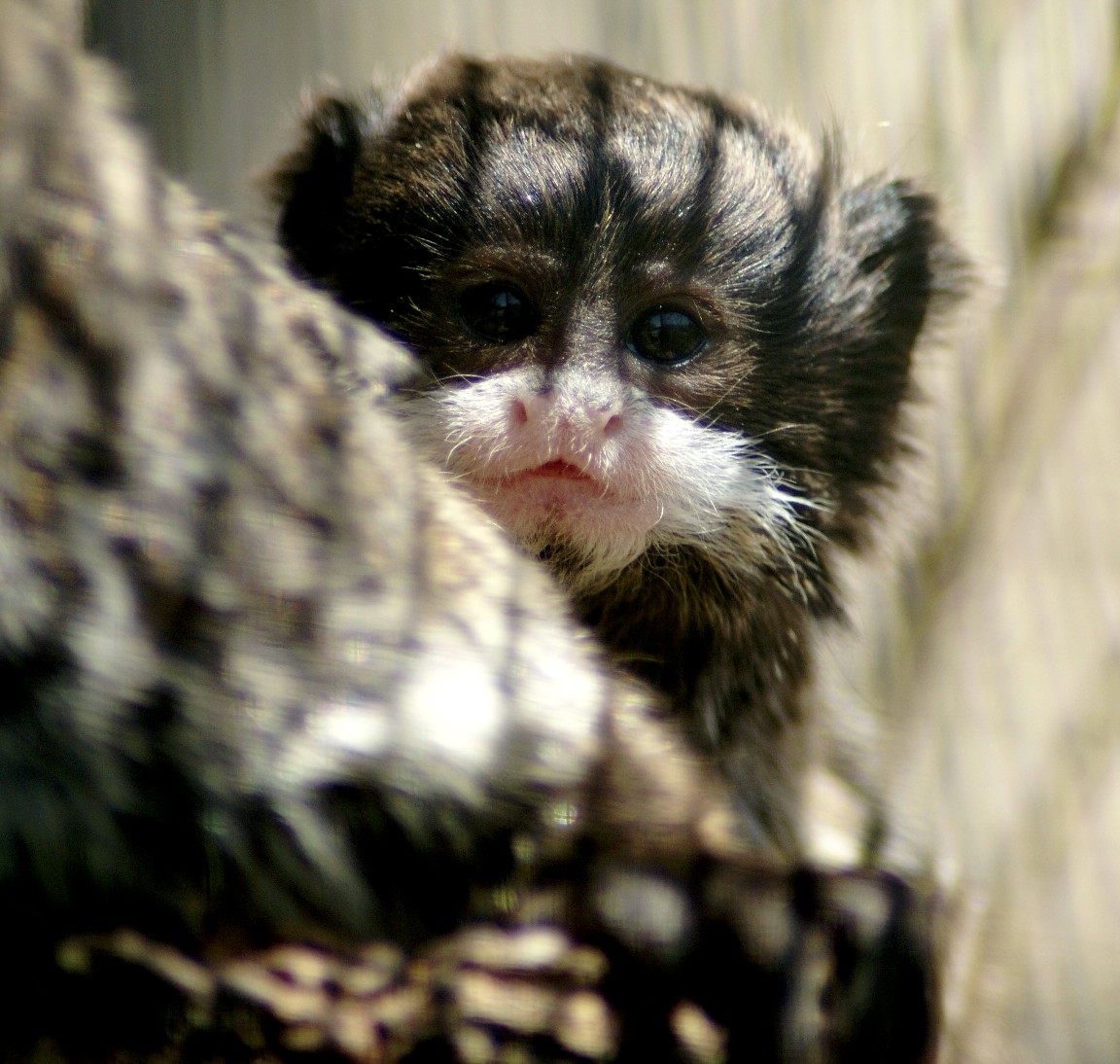 Emperor Tamarin