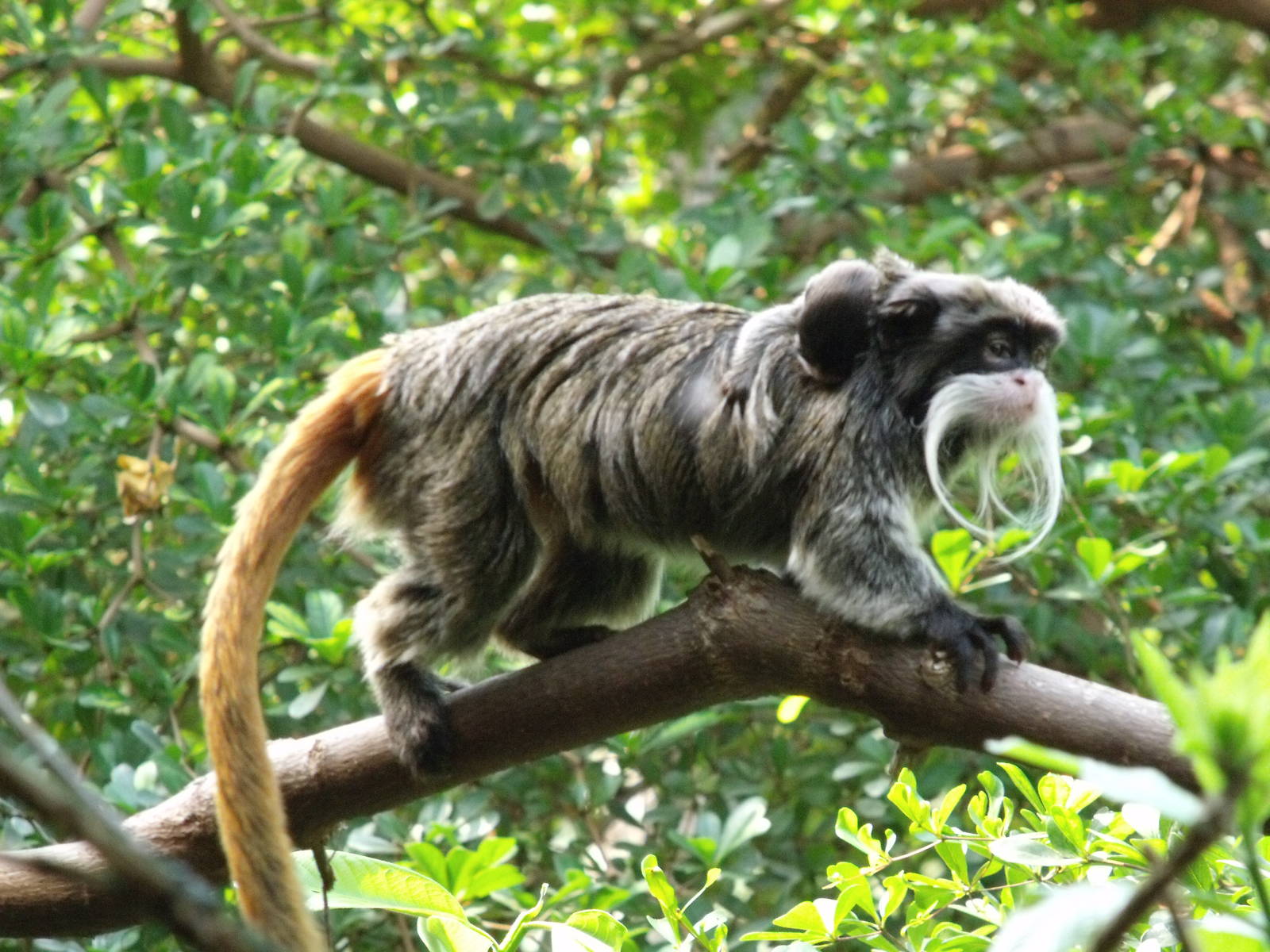 Emperor Tamarin