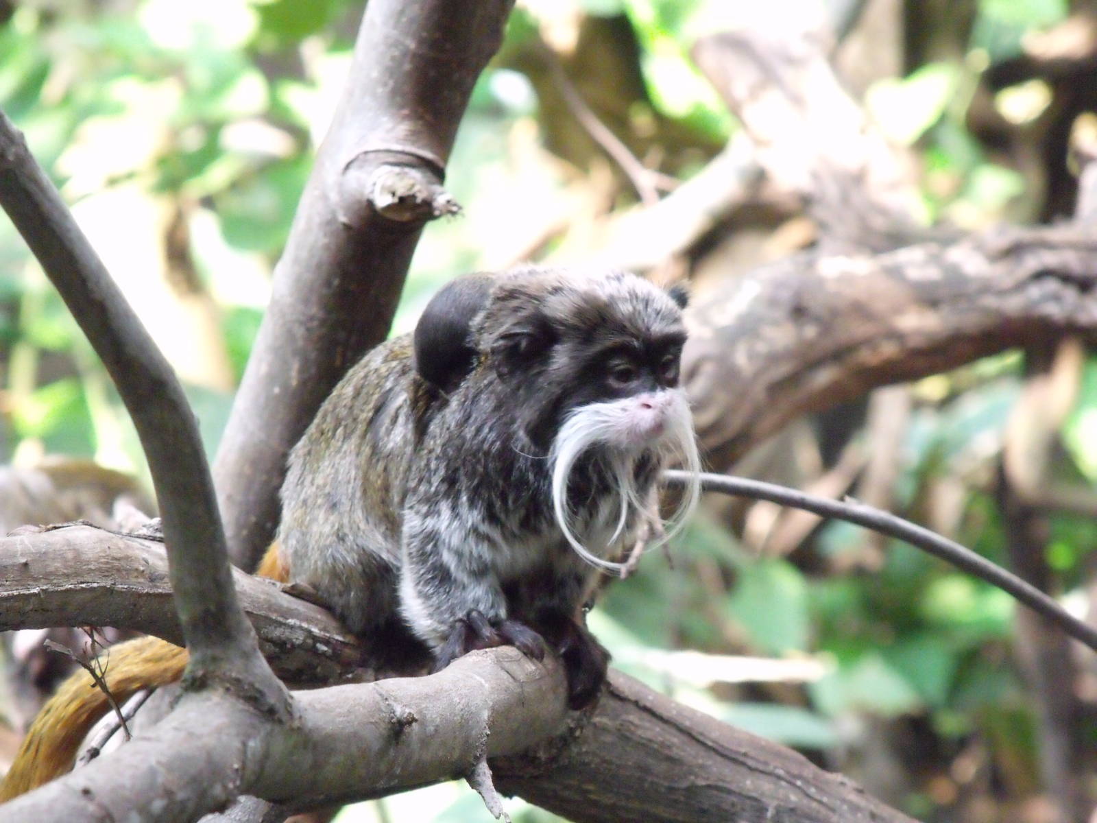 Emperor Tamarin