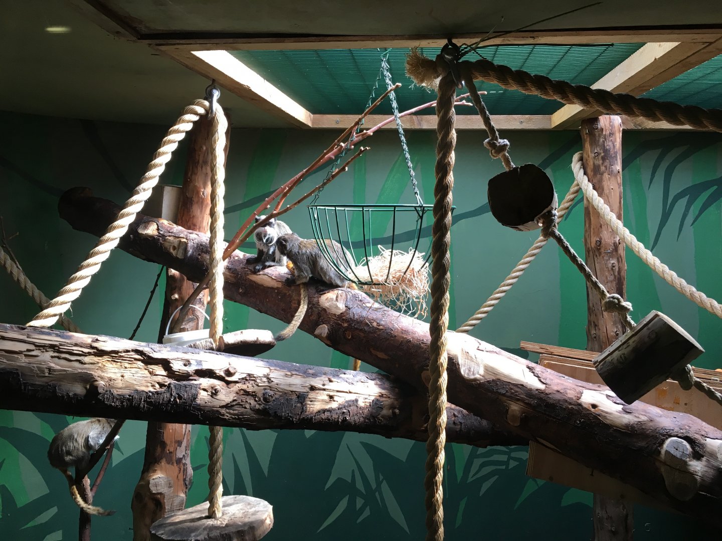 Emperor tamarins 040817