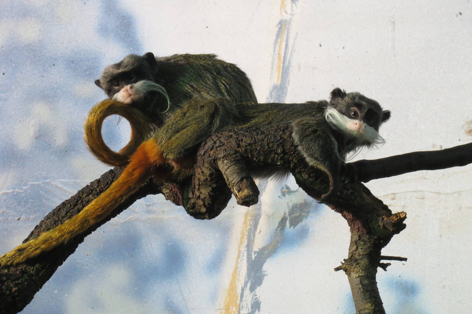 Emperor Tamarins 140216