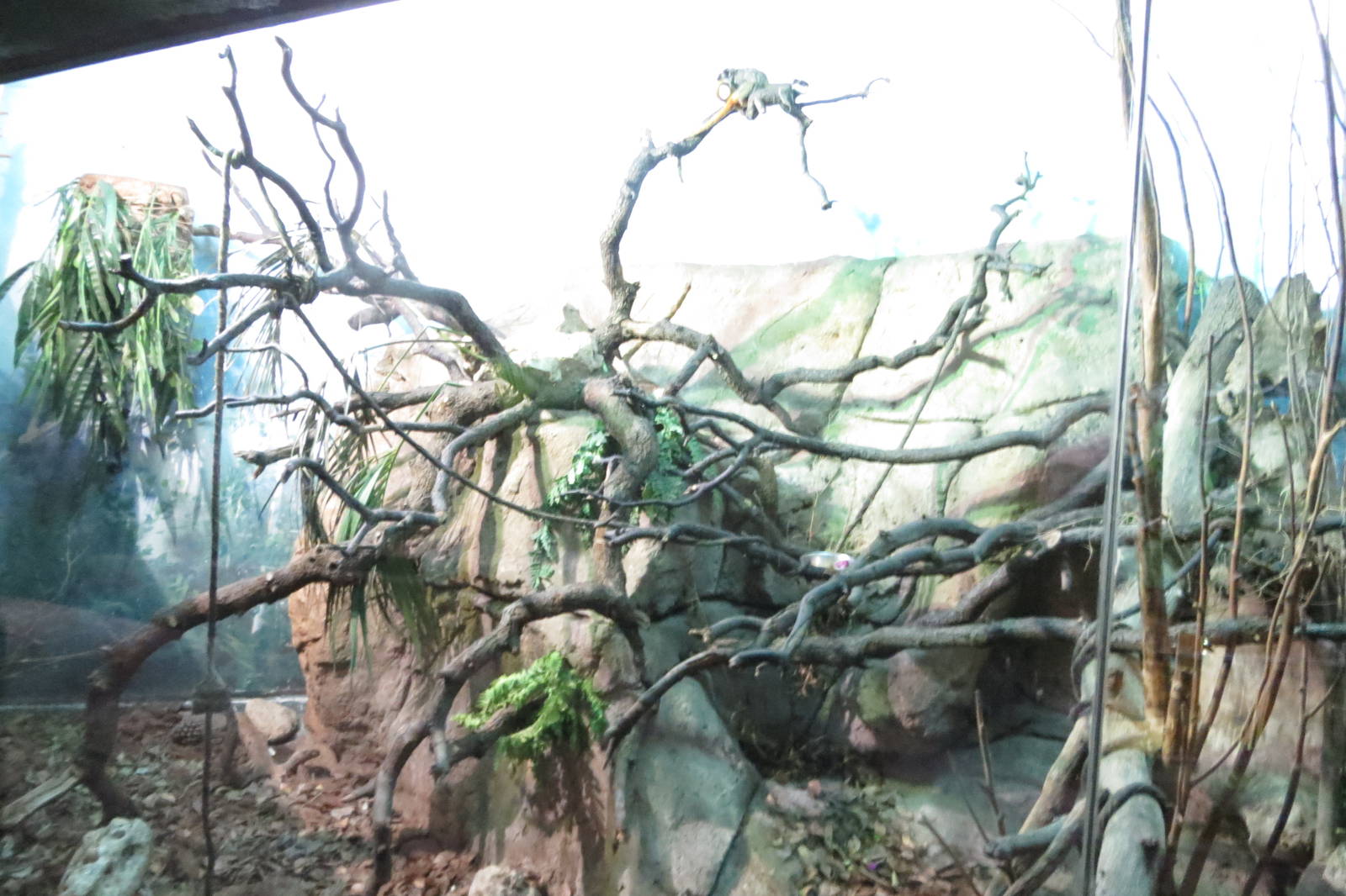 Emperor Tamarins 140216