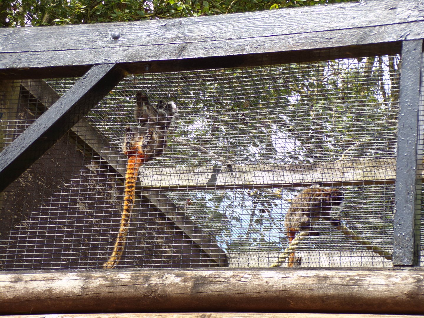 Emperor tamarins 7.7.24