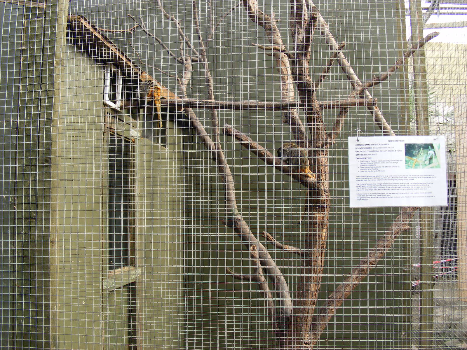 Emperor tamarins at RSCC, 2 April 2010