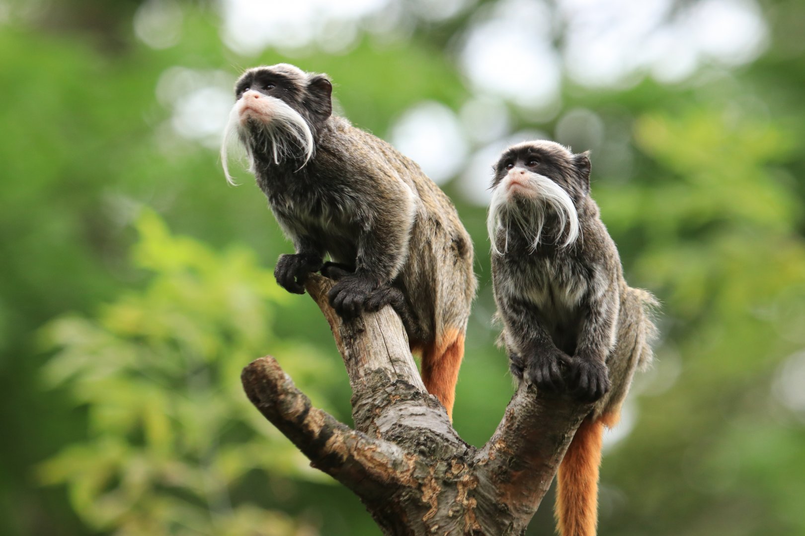 Emperor tamarins (August 2019)