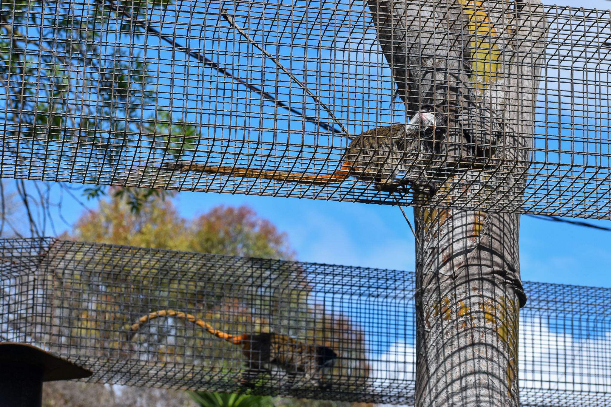 Emperor Tamarins in aerial pathways
