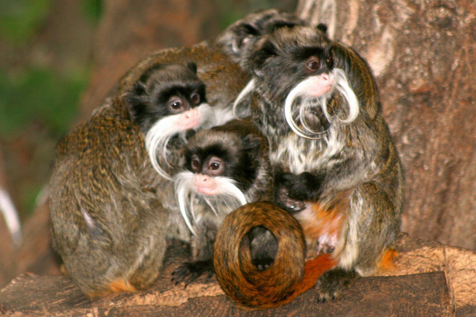 Emperor tamarins; London Zoo; 16th January 2011