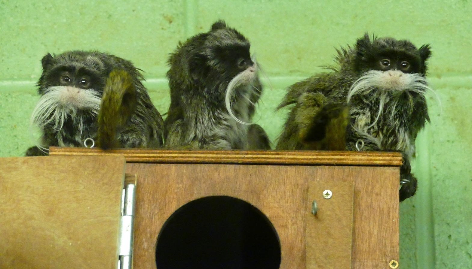 Emperor tamarins, October 2020