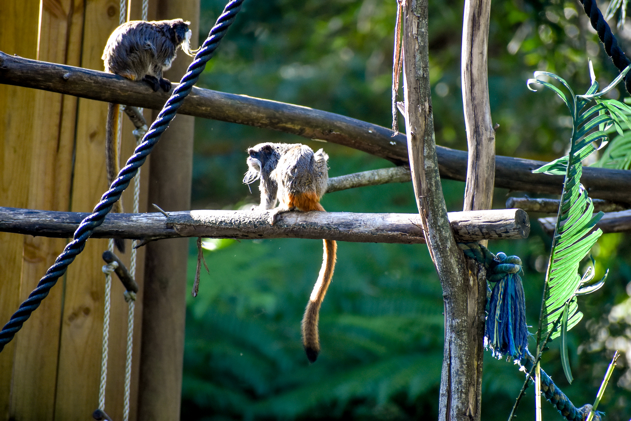 Emperor Tamarins on open-topped island exhibit