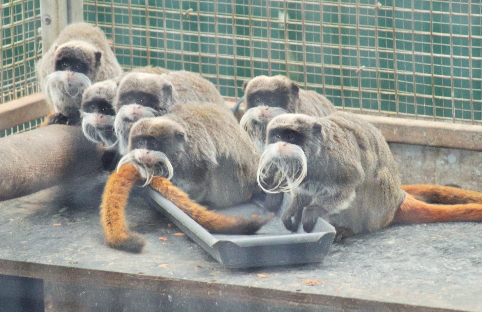 Emperor Tamarins (Saguinus imperator)
