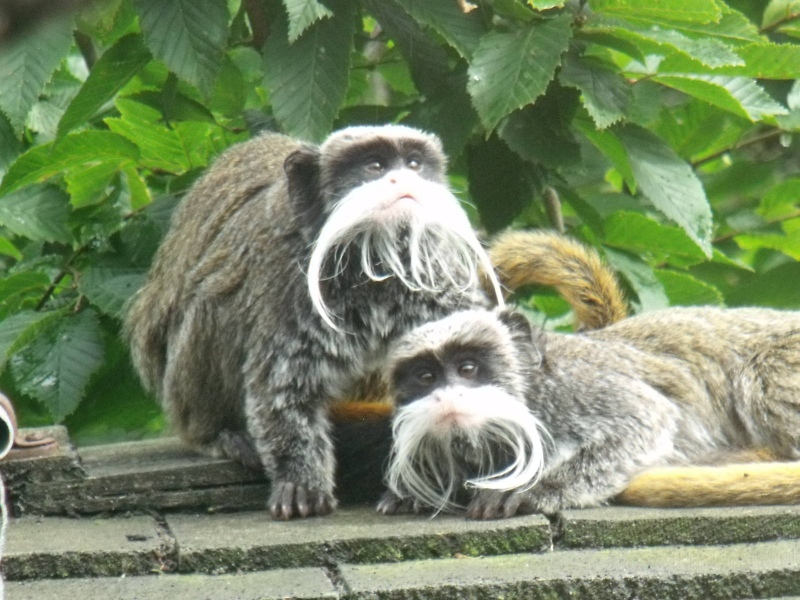 Emperor Tamarins