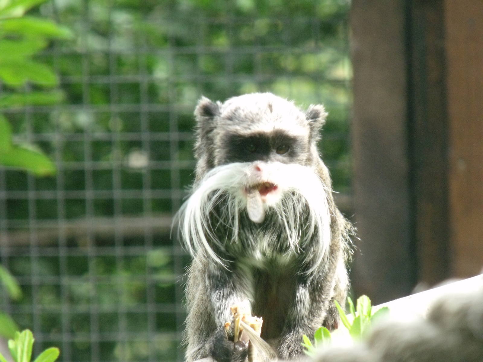 Emperor tamarins