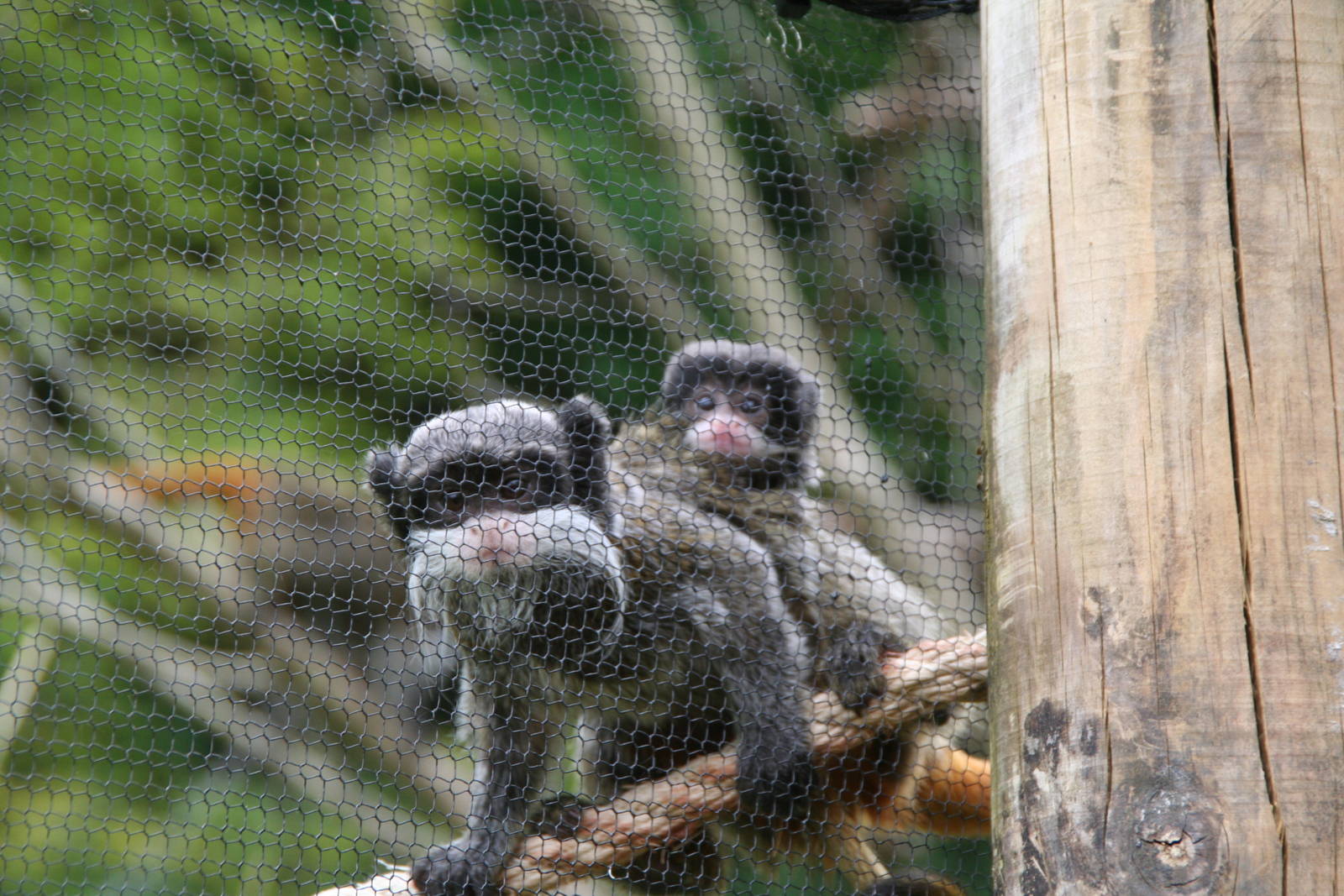 Emperor Tamarins
