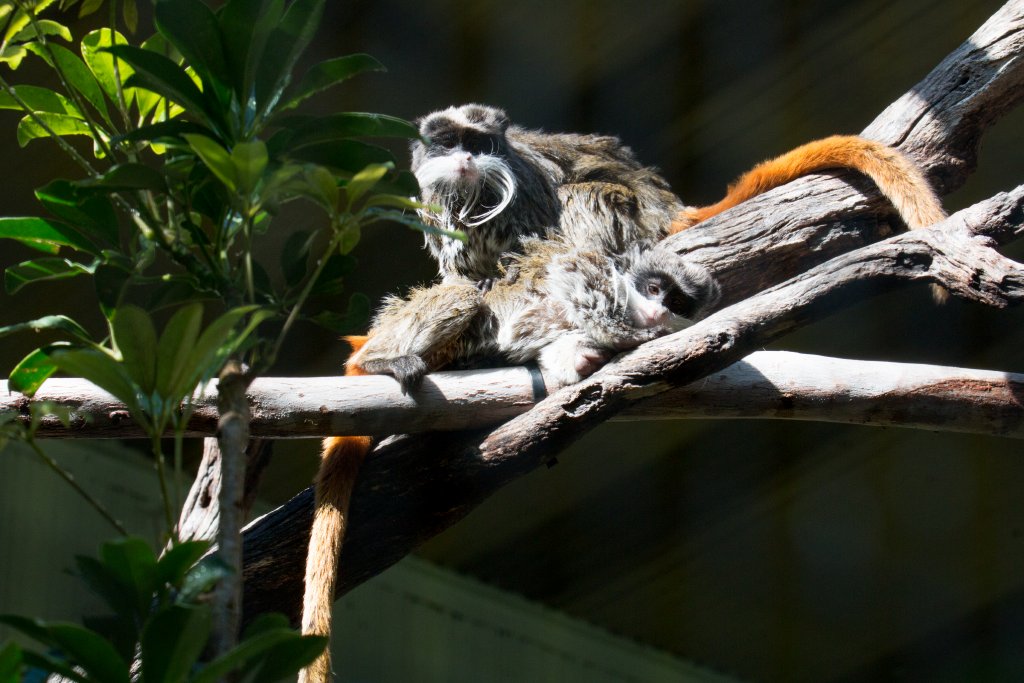 Emperor Tamarins