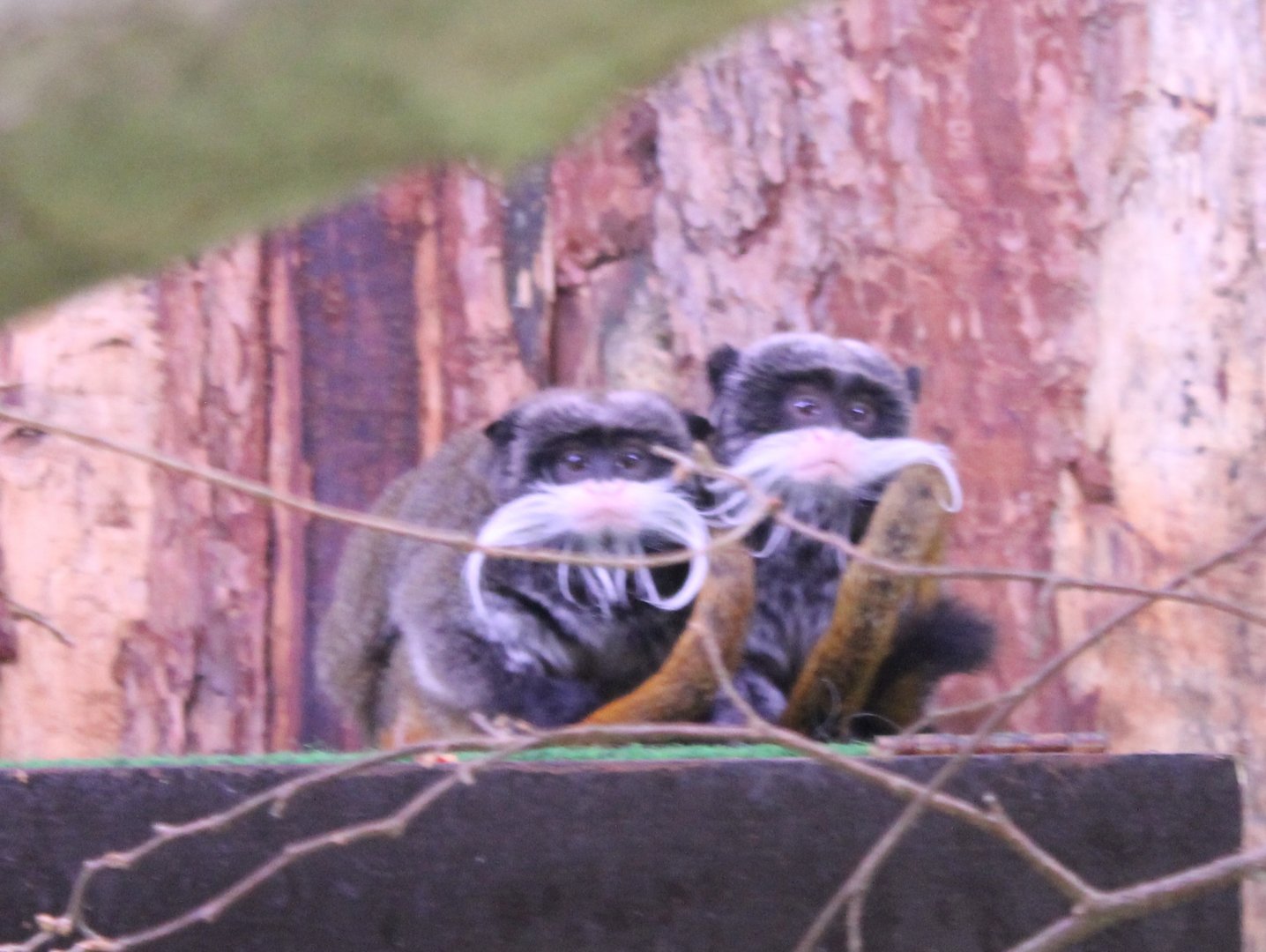 Emperor tamarins