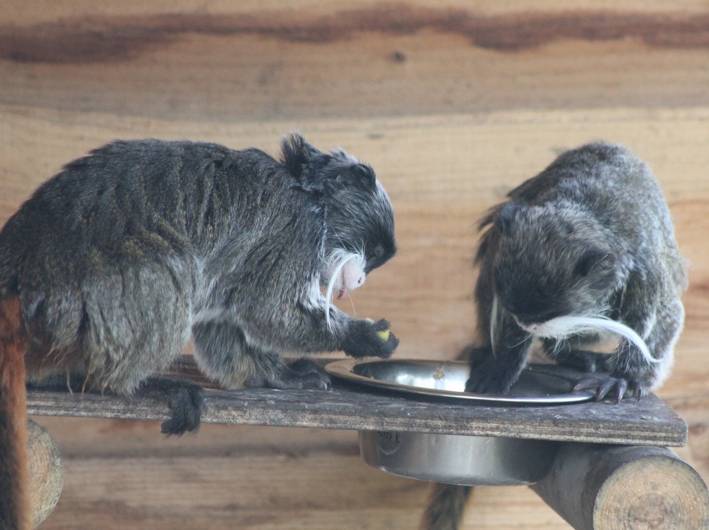 Emperor tamarins