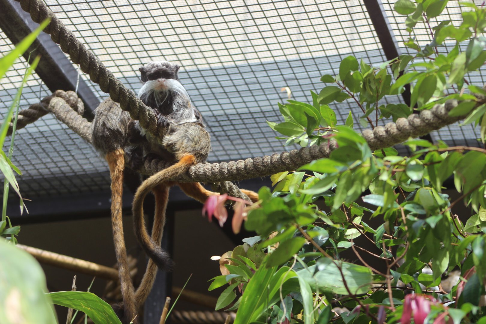 Emperor Tamarins