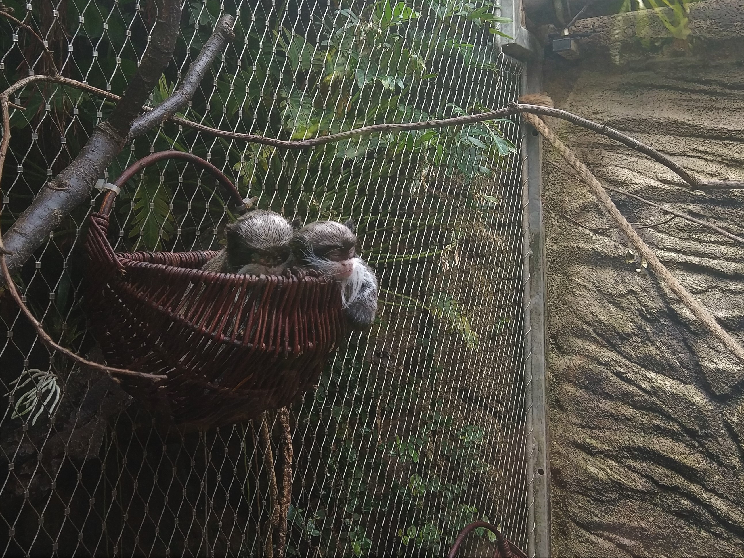 Emperor Tamarins
