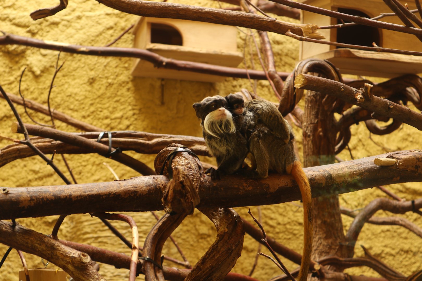 Emperor Tamarins