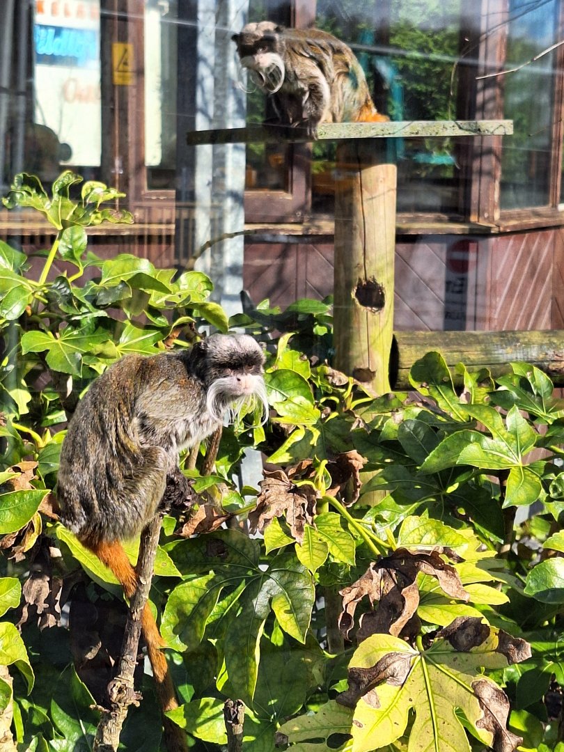 Emperor Tamarins