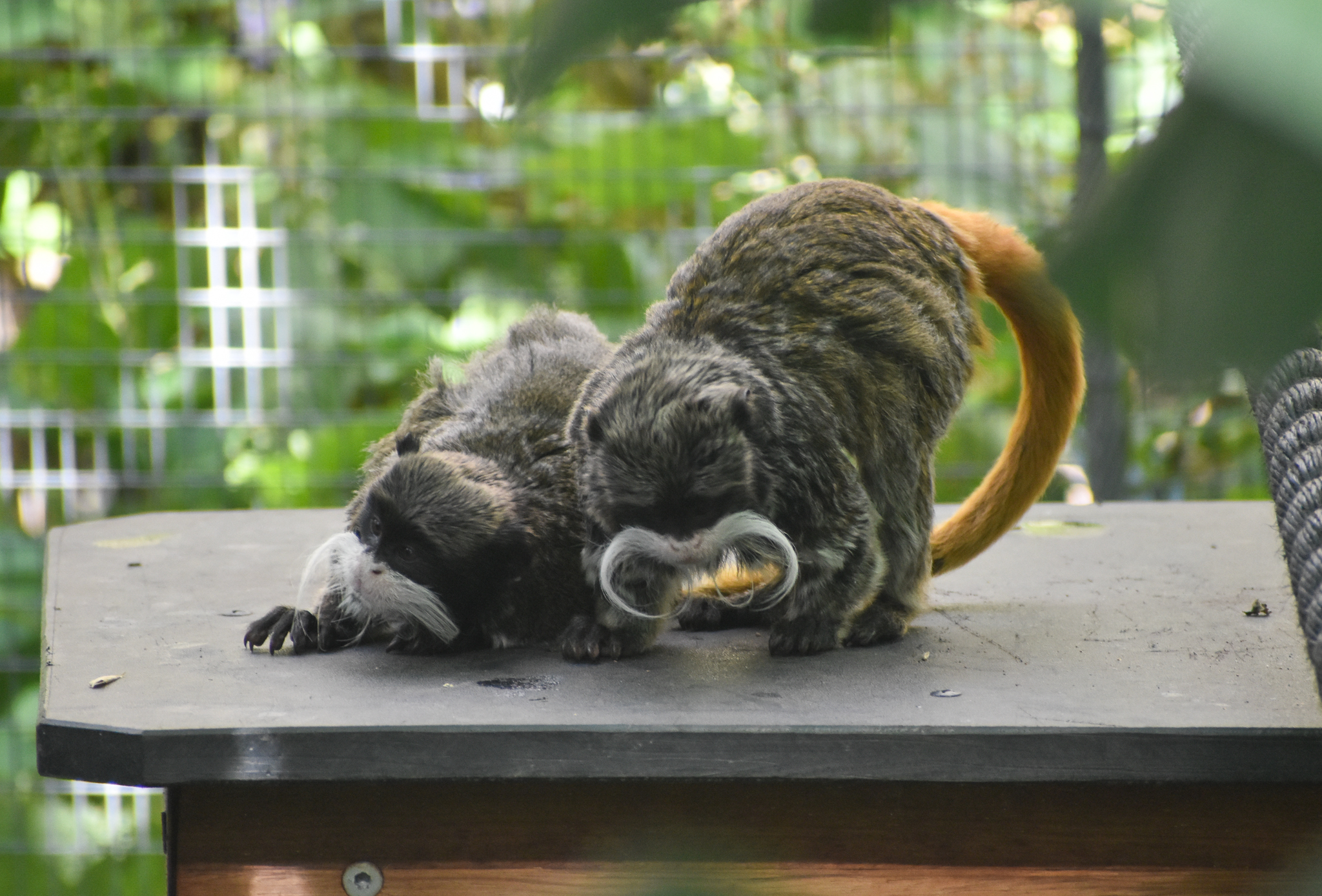Emperor Tamarins