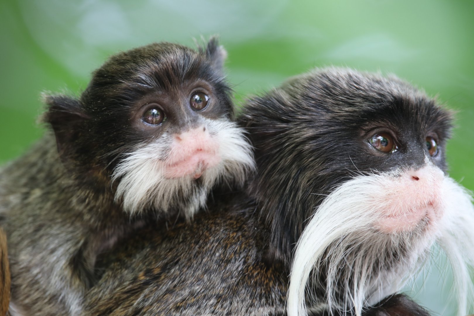 Emperor tamarins