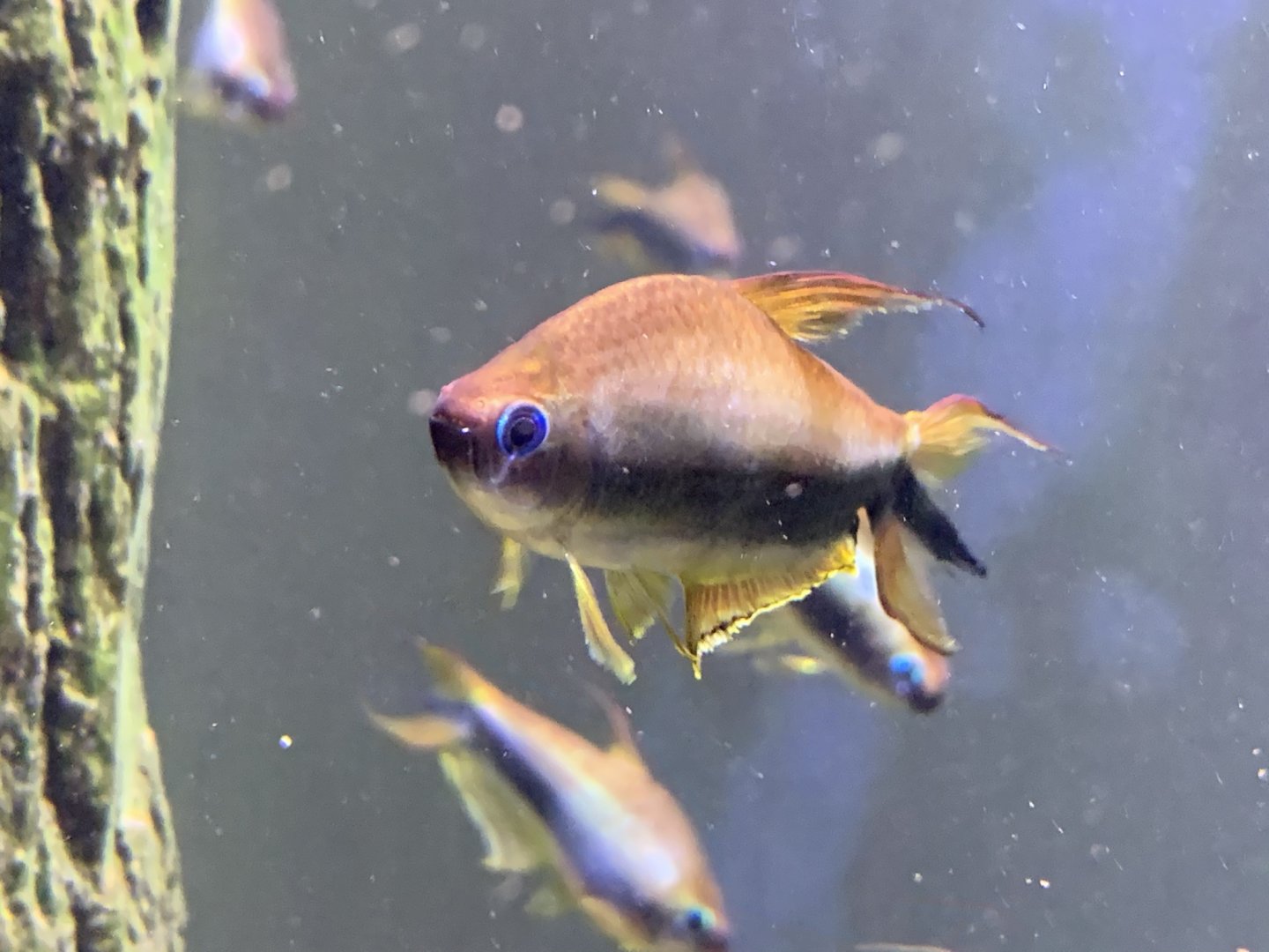 Emperor Tetra (Nematobrycon palmeri)
