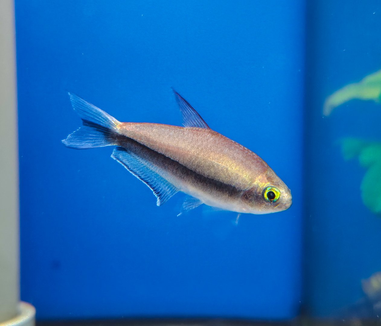 Emperor Tetra (Nematobrycon palmeri)