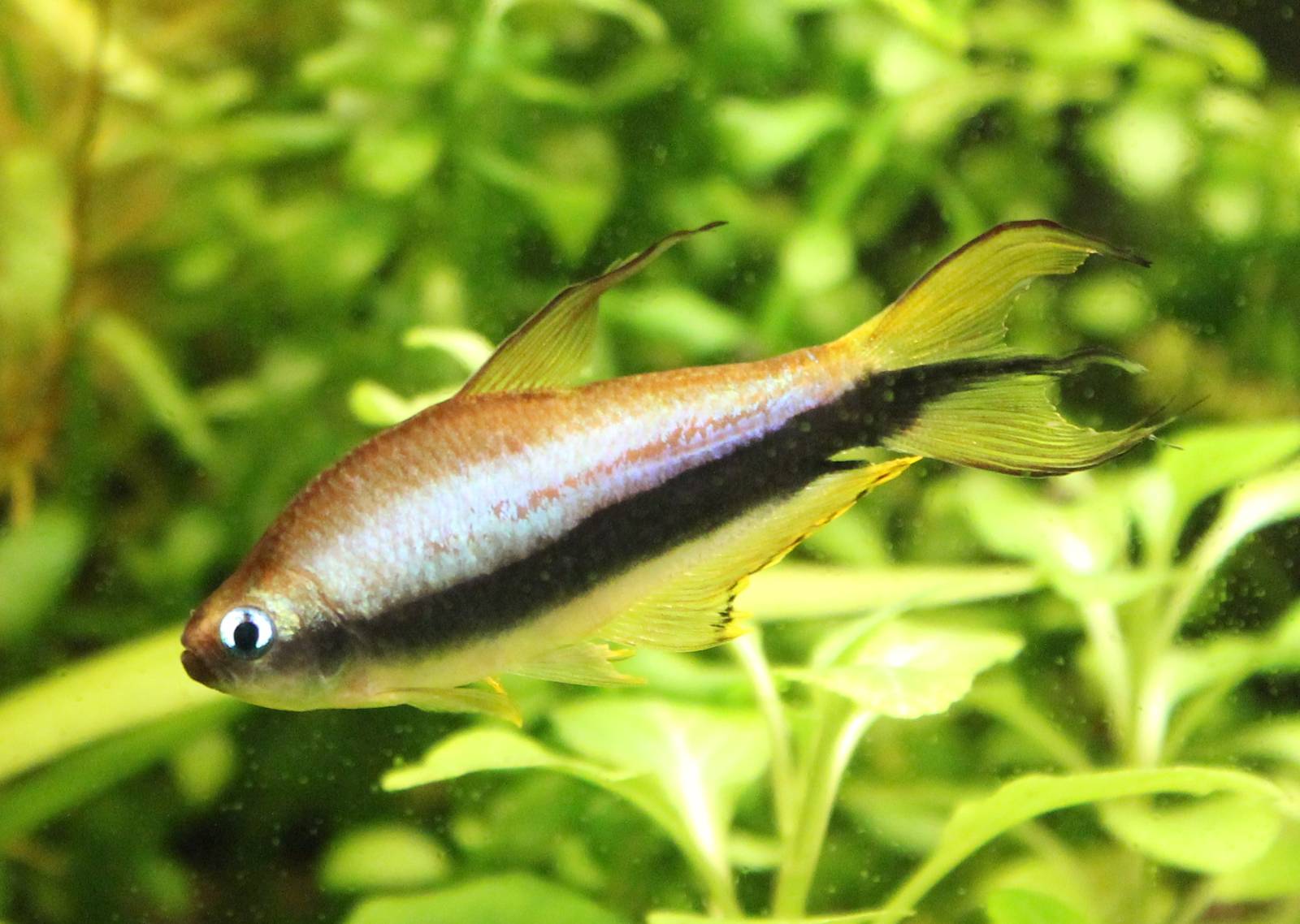 Emperor tetra