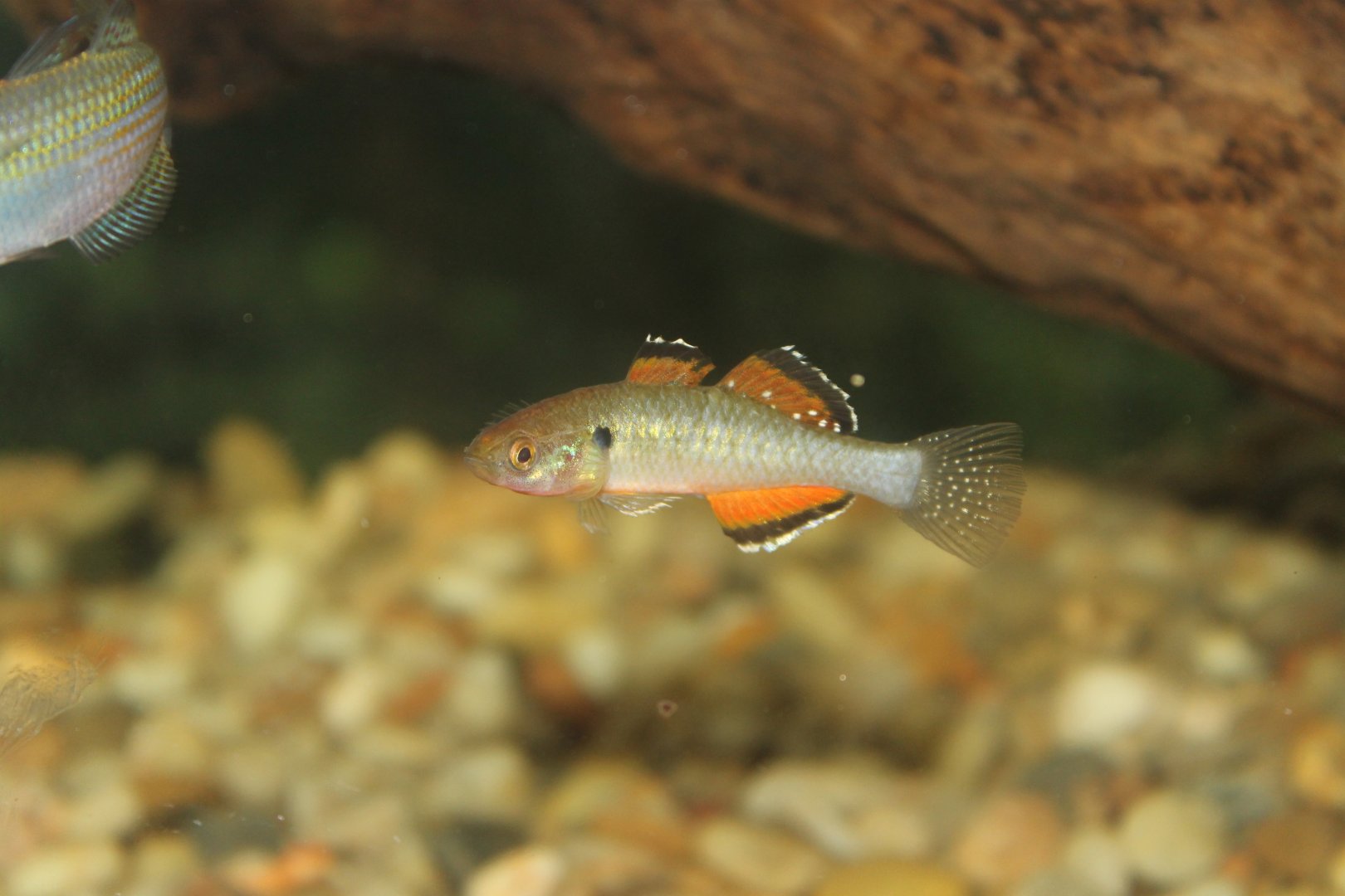 Empire Carp Gudgeon (Hypseleotris compressa)