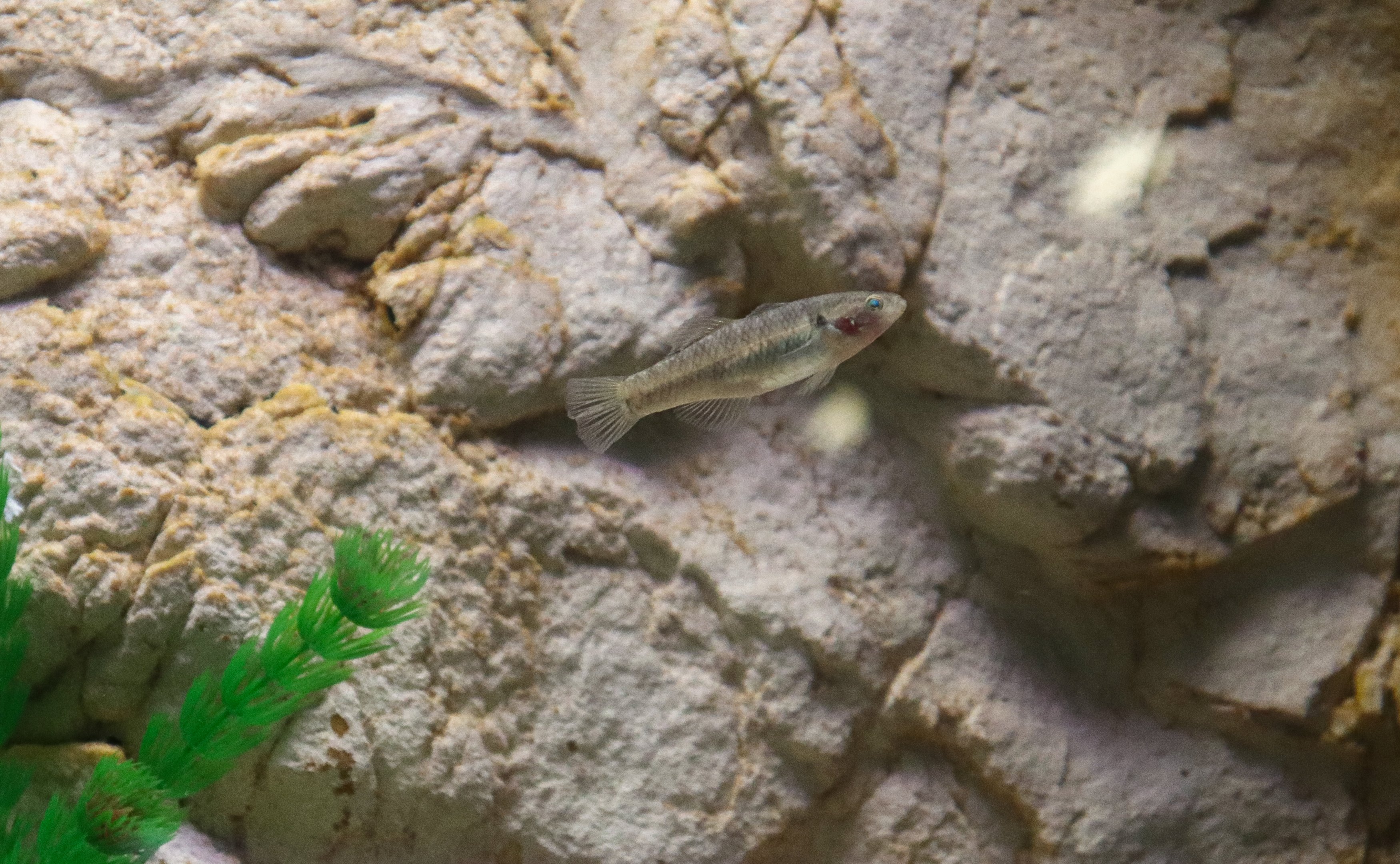 Empire Gudgeon (Hypseleotris compressa) - Royal Queensland Show