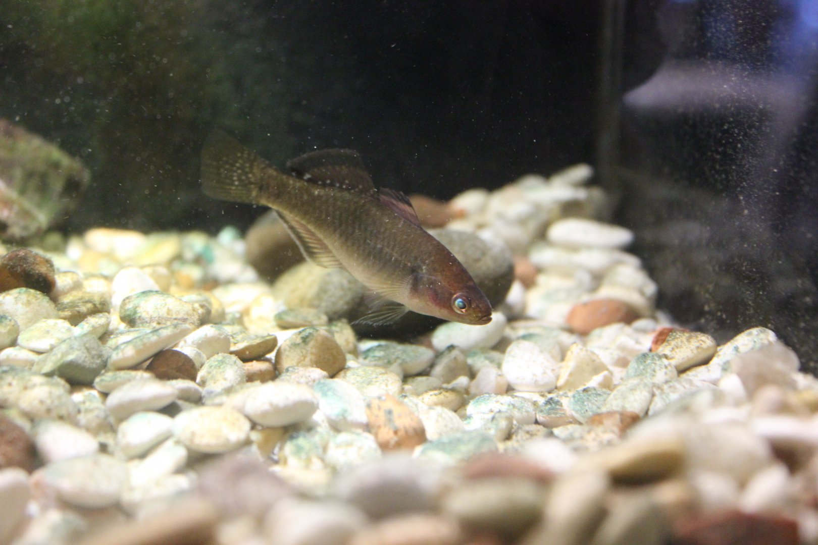Empire Gudgeon (Hypseleotris compressa)