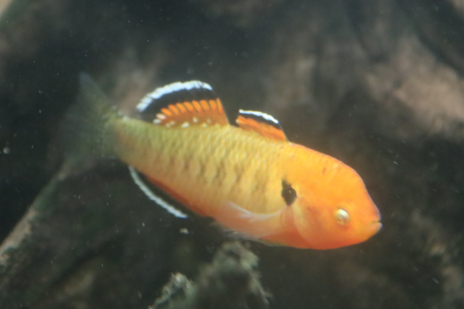 Empire Gudgeon (Hypseleotris compressa)