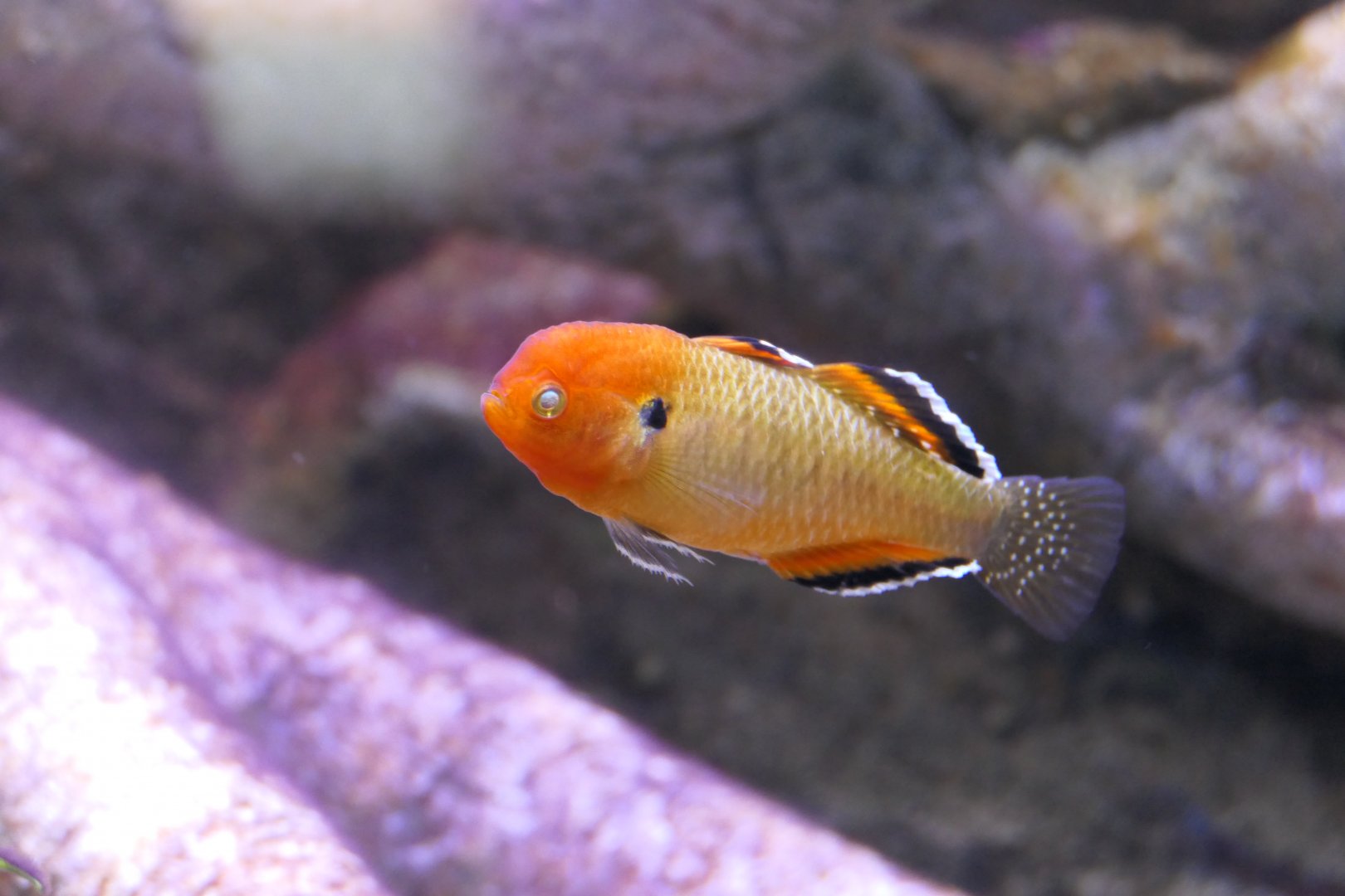 Empire Gudgeon (Hypseleotris compressa)