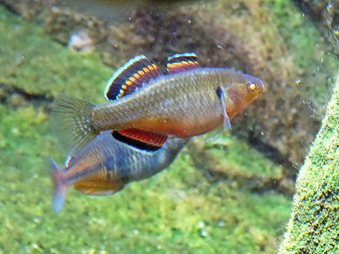 Empire gudgeon