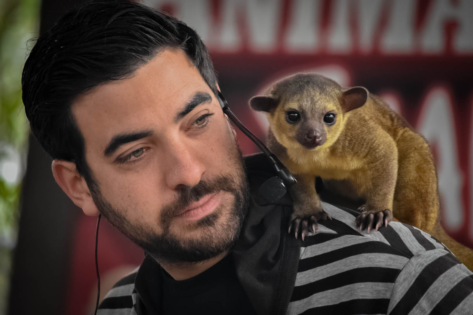 Employee with educational baby kinkajou