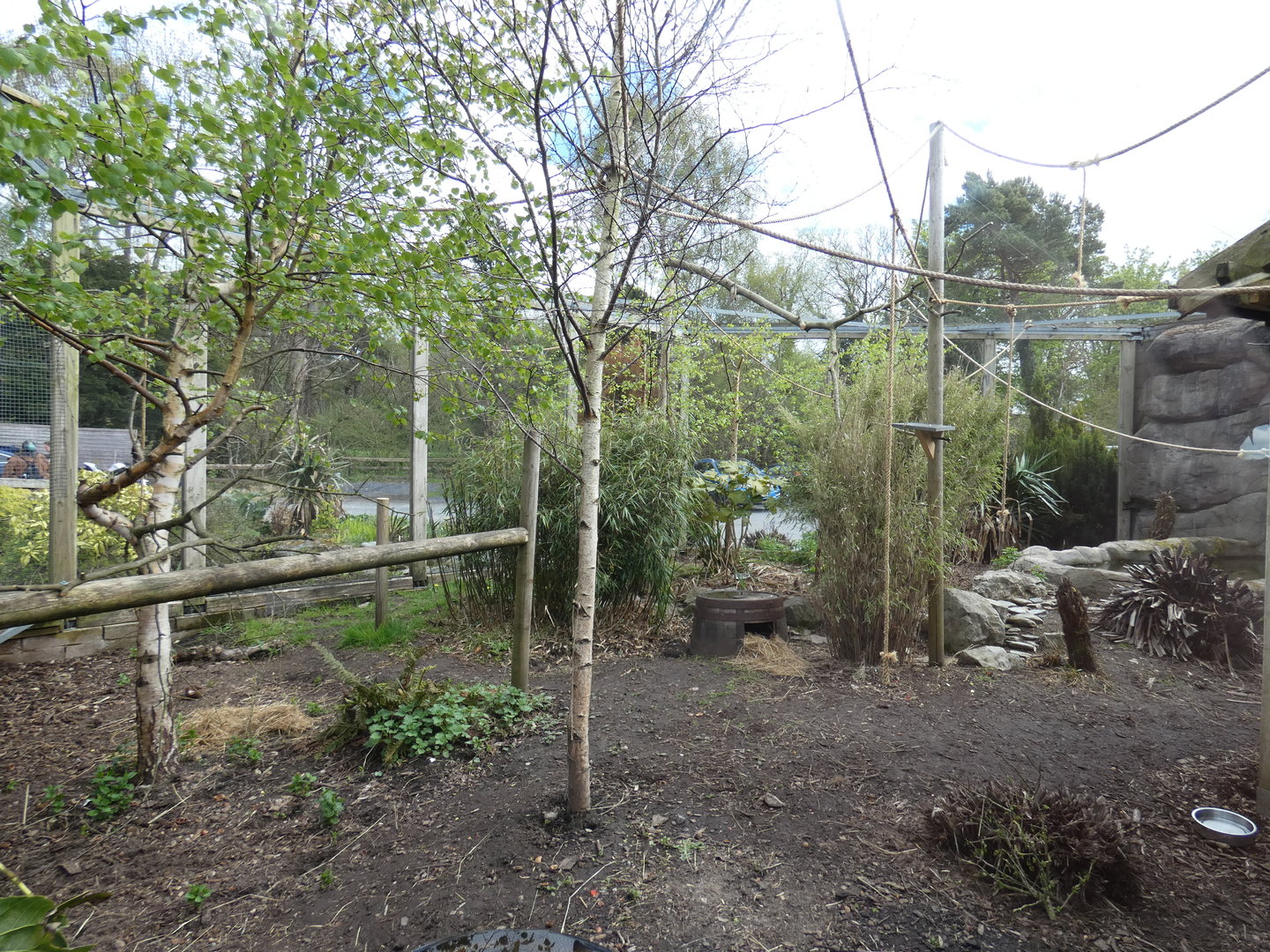Emporer tamarin and Azara's agouti enclosure