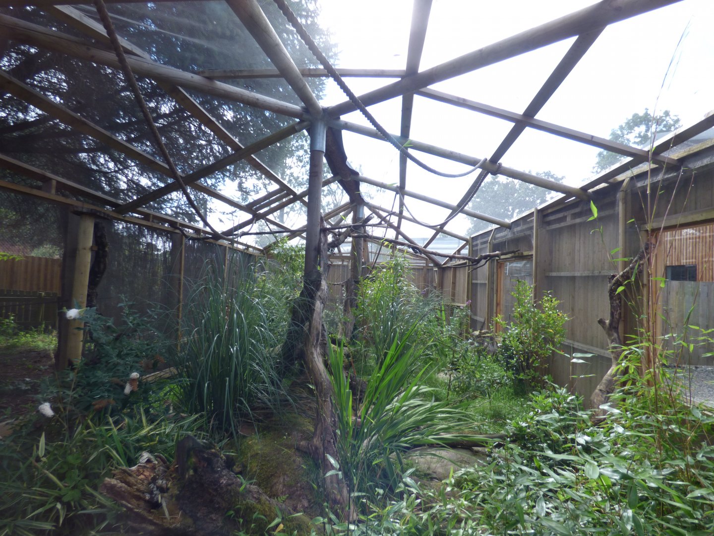 Emporer Tamarin Enclosure