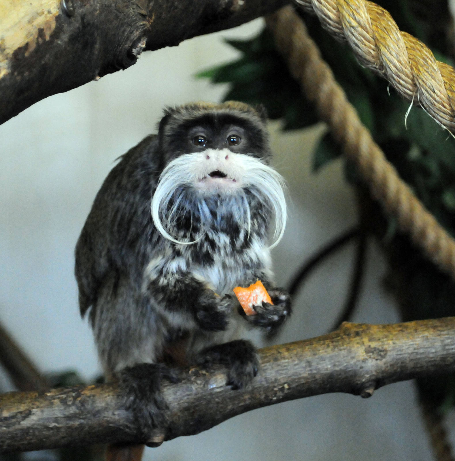 EMPORER TAMARIN