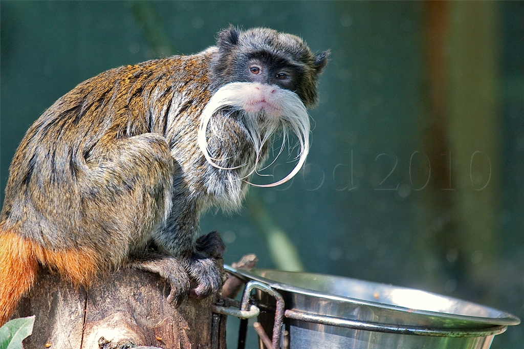 Emporer Tamarin