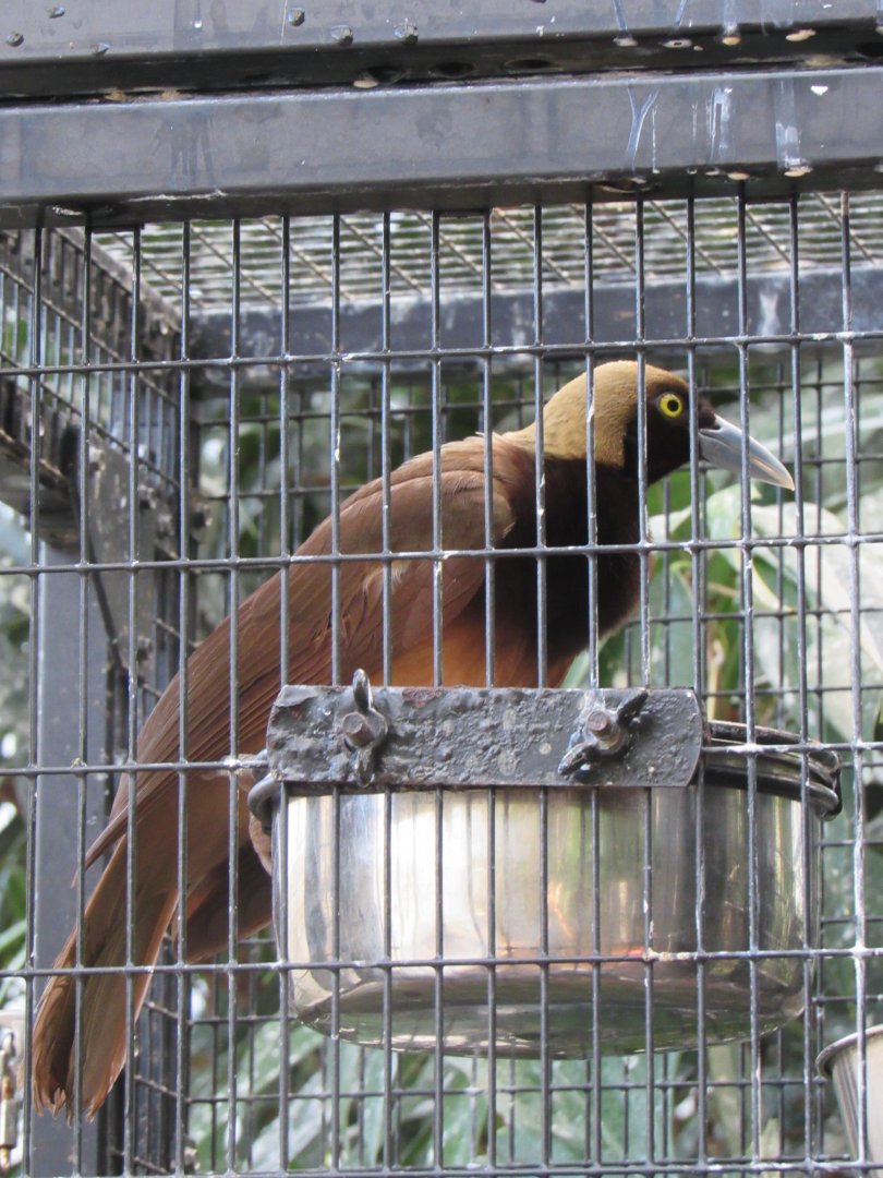 Empress of Germany's bird-of-paradise