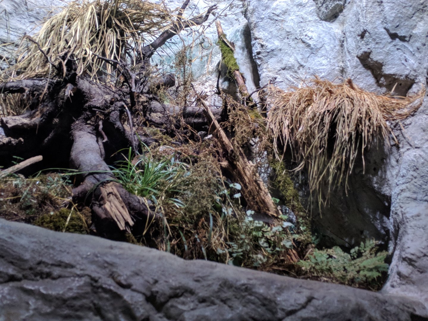 Empty amphiban Enclosure