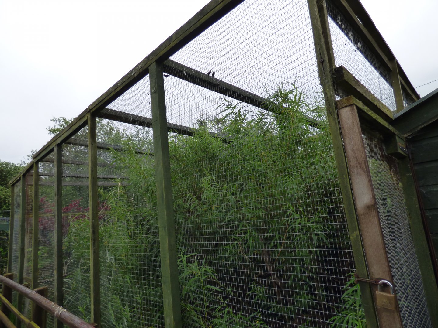 Empty Aviary (Former Violet Turaco Aviary)