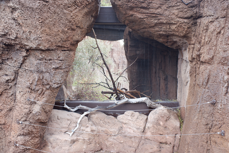 empty aviary in Mountain Woodlands