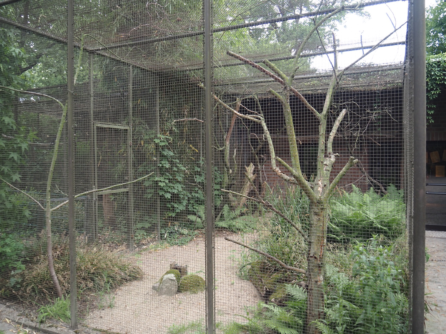 Empty aviary, previously for Trumpeter hornbills and Vulturine guineafowl, 2025-05-22