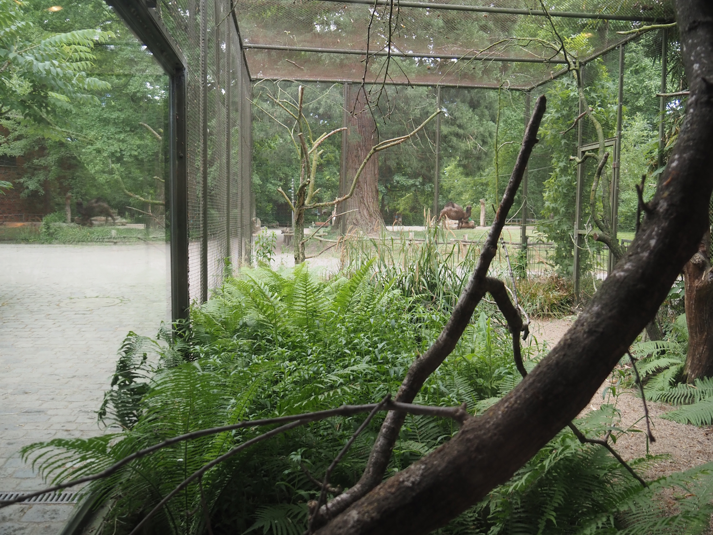Empty aviary, previously for Trumpeter hornbills, with the Bactrian camel paddock in the background, 2025-05-22