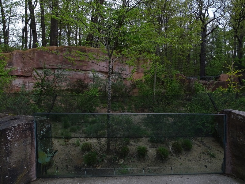 (Empty) bat-eared fox enclosure