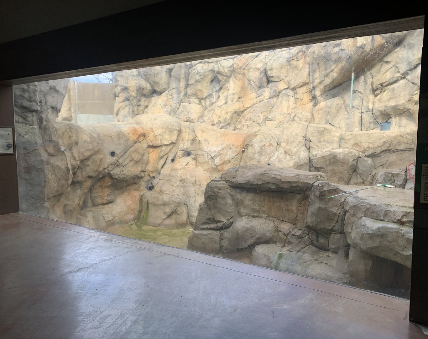 Empty bear pool - Yard 1