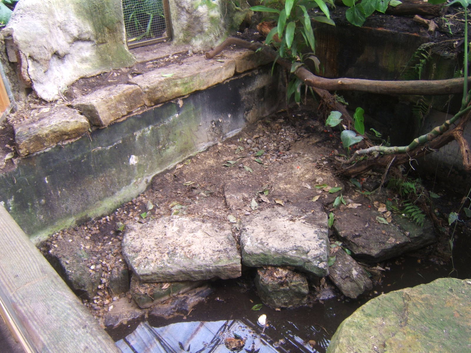 Empty Crocodilian exhibit